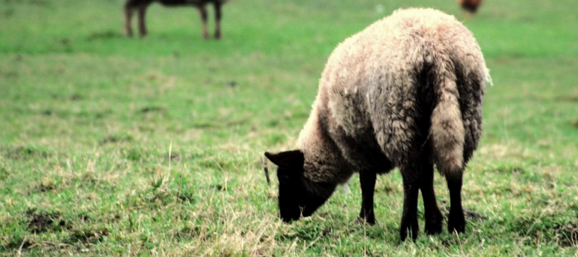 Eco-pâturage : à Sainte-Pazanne, les moutons&nbsp;tondent